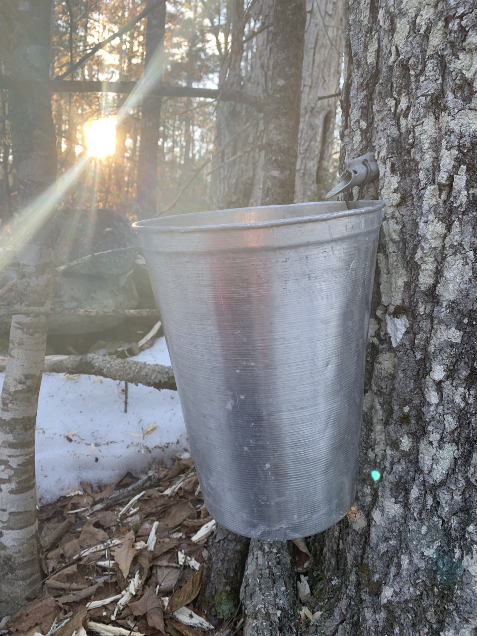 Maine Maple Syrup - Image 6