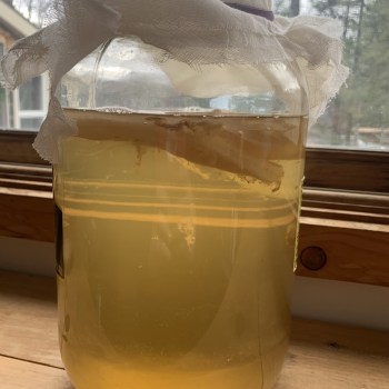 Green Tea Kombucha SCOBY
