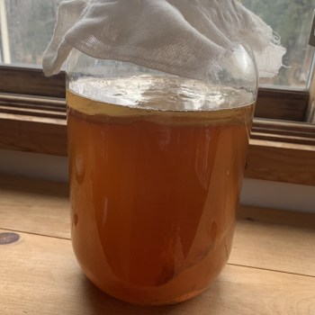 Black Tea Kombucha SCOBY
