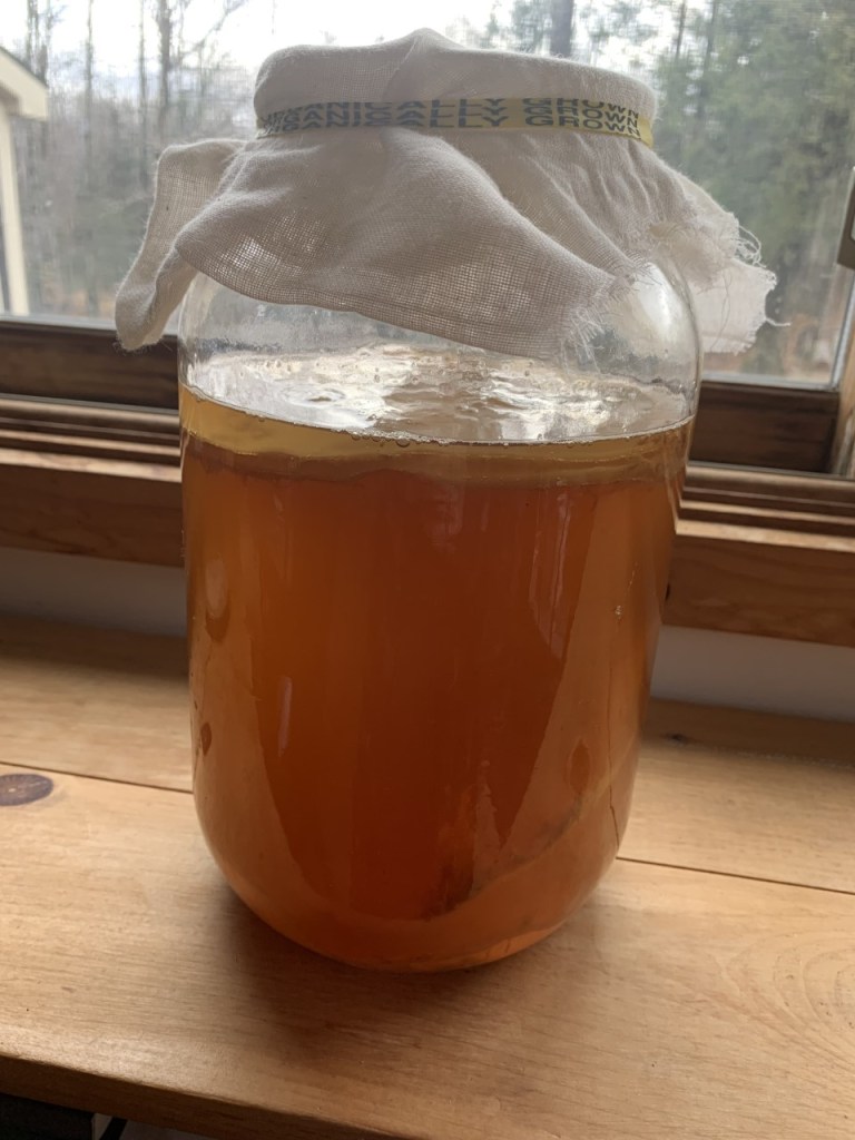 Black Tea Kombucha SCOBY Heart of Maine Homestead