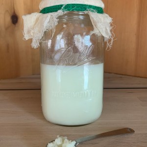 Kefir Grains