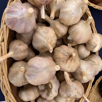 Garlic