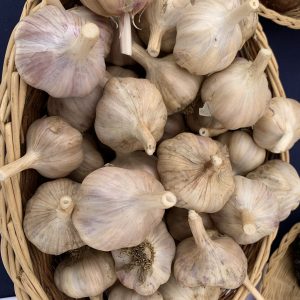 Garlic